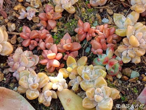 矮牵牛繁殖方法多样，包括播种、扦插和分株