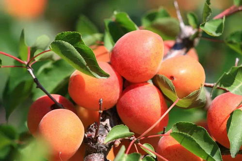 品种多样：海棠果苗木， 总有一款适合你