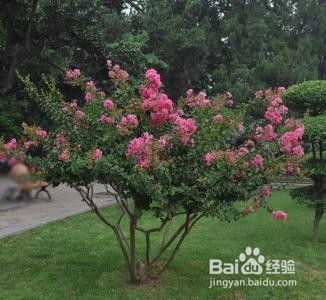 紫薇：夏日烈焰，盛情绽放