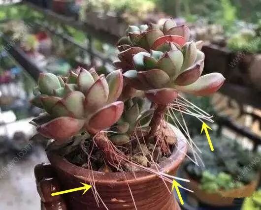 多菌灵兑水比例在多肉植物上使用时500ml水加多少克多菌灵最合适？