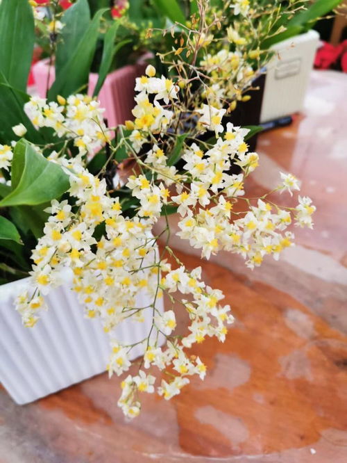 北阳台的奇迹：白星天竺葵开花量惊人