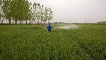 德国小麦除草剂成分揭秘