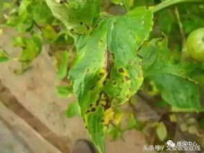 西红柿噻虫嗪防治西红柿病害，哪种病害图片最典型？