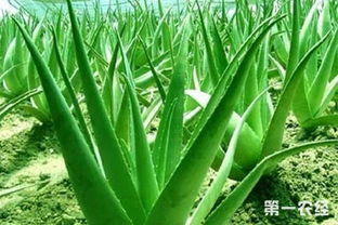 芦荟常见虫害有哪些类型？防治指南中如何解析这些虫害的特点和防治方法