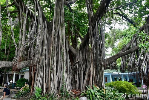 这些常见树种，你家院子里也可依考虑