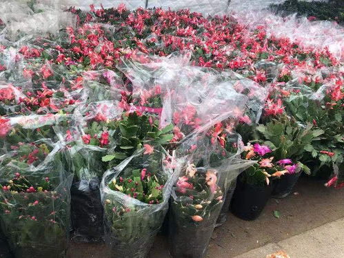 四季满天星盆栽怎么养？如何让花朵四季盛开