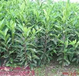 三米法国冬青，那得多少钱啊？