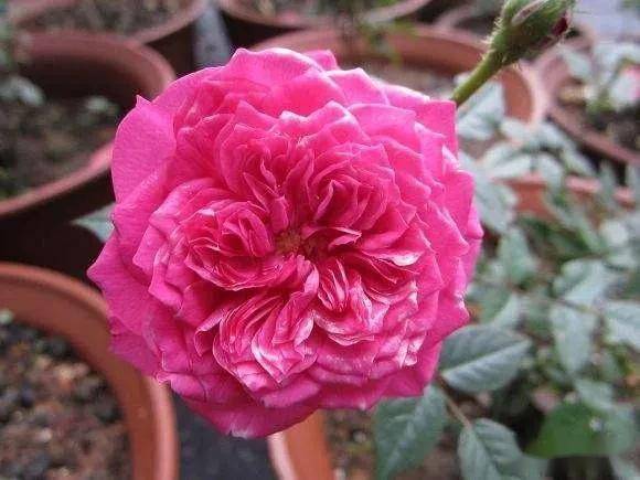 月季花开， 美不胜收