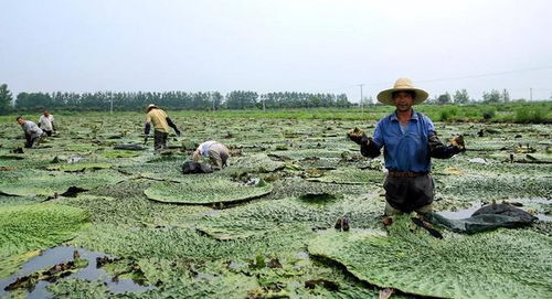 湖南芡实病虫害种类及综合防治