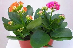 蟹爪兰和长寿花，共同助眠