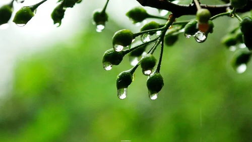 耐湿花草推荐一：水仙花