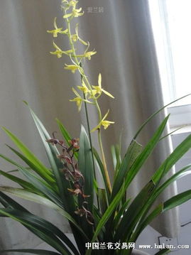蕙兰养殖小贴士