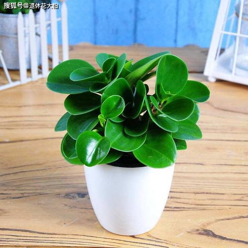 植物坏叶子如何变废为宝？