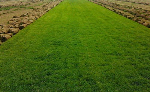 冷季型草种是首选