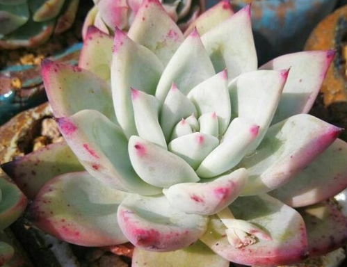 苗木选择， 小苗比大苗好