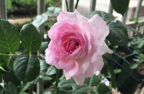 维萨里月季的详细信息