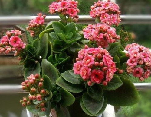 3. 光照：阳光是生命的阳光