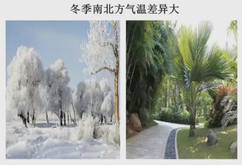 寒冷冬季，哪种草种嫩抗寒又省钱？