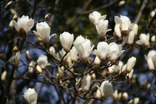 品种多样，各具特色