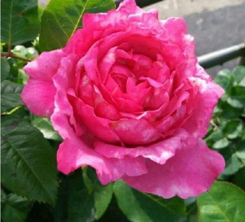 花卉界的“寒冬战士”：月季、 牡丹、菊花耐寒大比拼