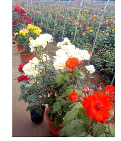 南阳月季：花开四海， 肇庆迎来新贵