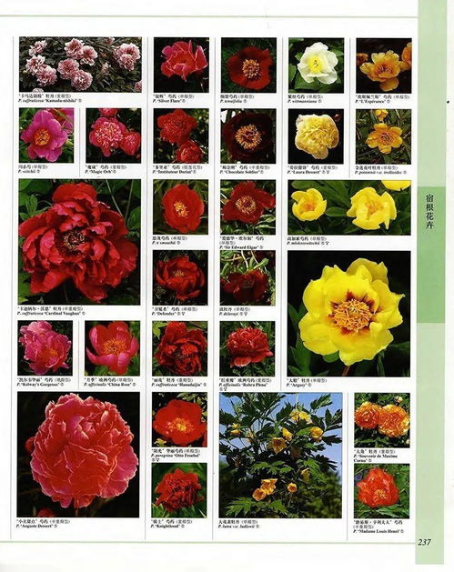 花卉管理，细致入微