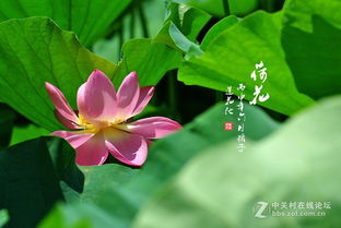 荷花六月份种植， 注意事项