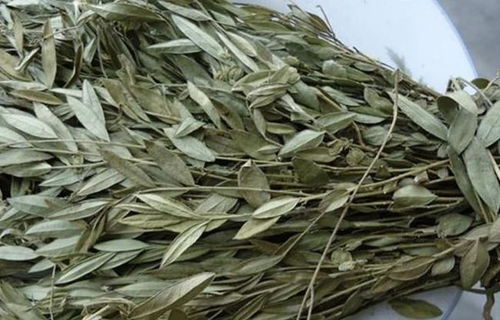 黄金枸骨的药用价值探讨