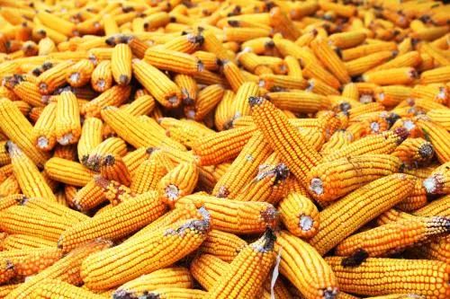 玉米生产者补贴，降幅58.8%