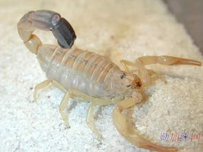 河北蝎子养殖技术：高效繁殖与管理秘籍