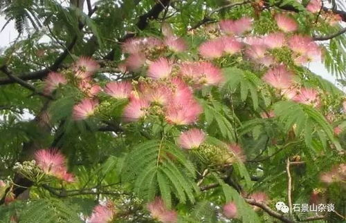 合欢花春夏之交盛开，掌握观赏技巧