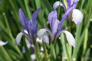 兰花和马兰花的生长习性