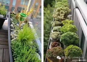 薏米种植前的准备：选种与土壤