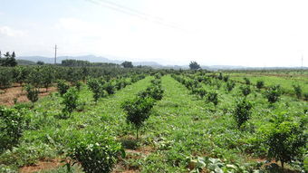 茶园绿肥作物肥田萝卜栽培与利用，探讨其种植方法与生态效益