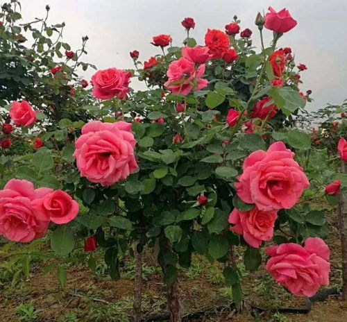 月季树的应用广泛