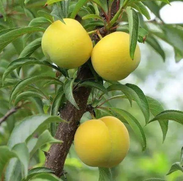 蜂糖李种植区域广吗？你家附近能种吗