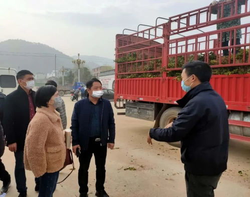 青田县林业局助力油茶产业复苏，复工复产工作全面展开