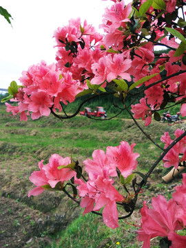 映山红与夏鹃，花色相似
