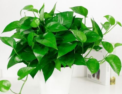 绿萝对家庭环境或家人健康的潜在危害