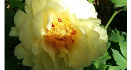 冬季菊花黄叶，如何挽救