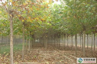 栽培管理——像照顾孩子一样