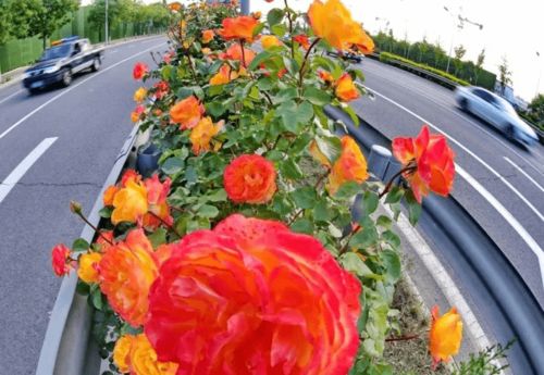 丰花月季：绿化中的明星