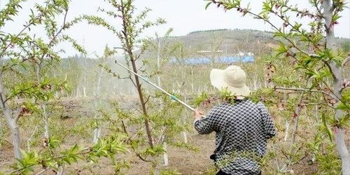 收获后：清园消毒， 为来年做准备