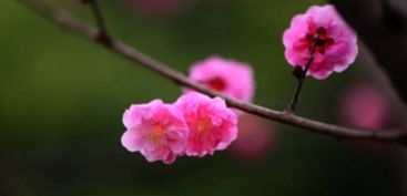 “画中花蕾含苞待放，为何迟迟不开花