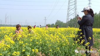 公路两侧绿化， 野草也嫩变风景