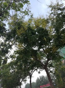 栾树的养护方法