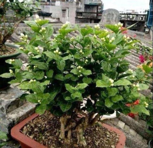 温度不够， 技术来凑