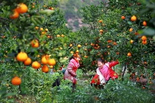 黄桃丰产， 共和村的喜悦