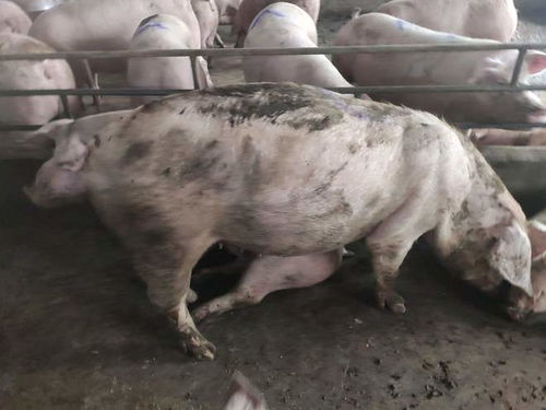 猪胀气了是什么原因导致的？治疗方法有哪些