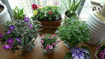 夏季花卉养护速效技巧：湿粮处理，快速焕发生机！